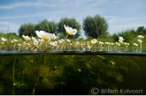 Grote Waterranonkel (Ranunculus peltatus).