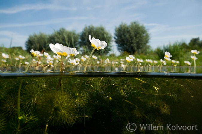 Grote Waterranonkel (Ranunculus peltatus).