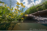 Gele waterkers (Rorippa amphibia).