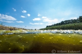 Drijvende algen in een veenplas.