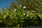 Moerasvergeet-mij-nietjes (Myosotis scorpiodes).