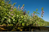 Moerasandoorn (Stachys palustris) in de Vecht.