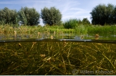 Schedefonteinkruid (Potamogeton pectinatus).