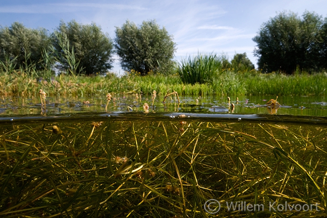 Schedefonteinkruid (Potamogeton pectinatus).