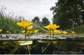 Watergentiaan (Nymphoides peltata).