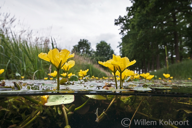 Watergentiaan (Nymphoides peltata).