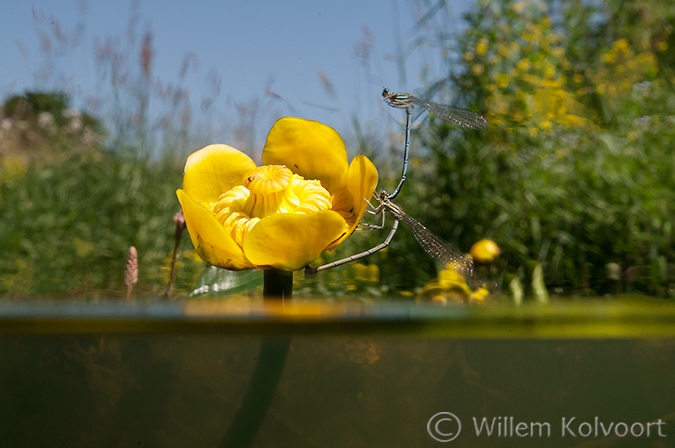 Waterjuffers op Gele Plomp.