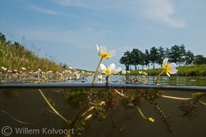 Fijne waterranonkel (Ranunculus aquatilis).