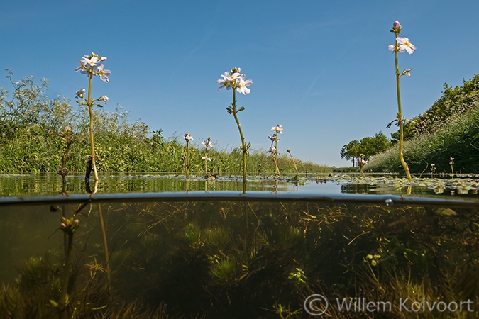 Waterviolier (Hottonia palustris) .