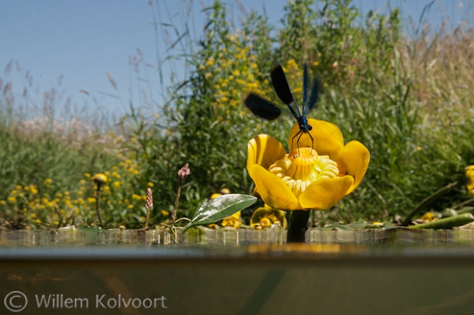 Weidebeekjuffer (Calopterix splendens).