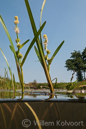 Grote egelskop (Sparganium erectum)