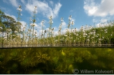 Waterviolier (Hottonia palustris) in de Oude Wetering.