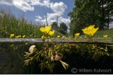 Watergentiaan (Nymphoides peltata).