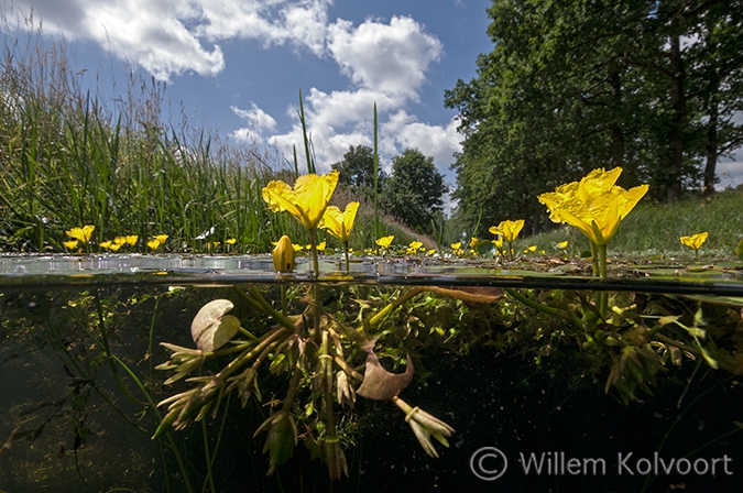 Watergentiaan (Nymphoides peltata).