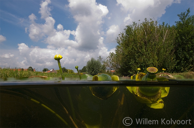 Gele Plomp (Nuphar lutea) zaaddozen.