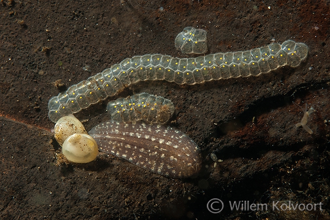 Bloedzuiger (Theromyzon tessulatum).