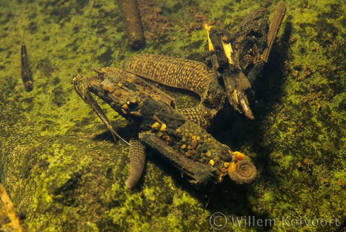 Leech ( Erpobdella octoculata )