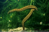 Medicinal Leech ( Hirudo medicinalis )