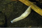 White Flatworm ( Dendrocoelum lacteum )