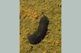 Flatworm ( Dugesia lugubris )