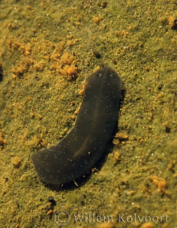  Platworm ( Dugesia lugubris ).