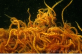 Sludge Worms ( Tubifex rivilorum )