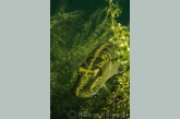 Fish Leech ( Piscicola geometra ) on a little Pike