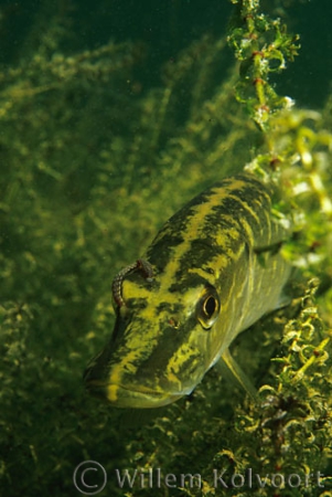 Visbloedzuiger ( Piscicola geometra ) op snoekje.